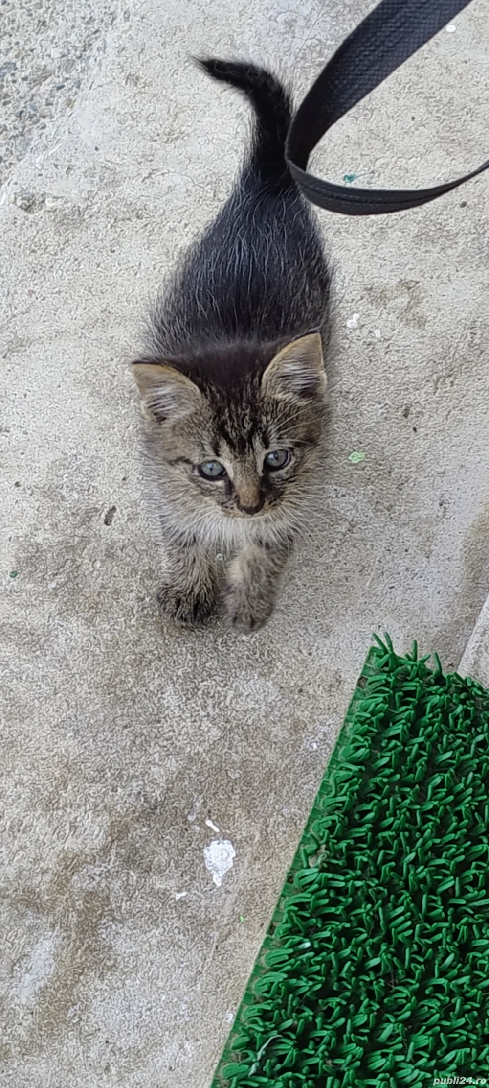 Pisicuti drăgălași  Pisicuti drăgălași