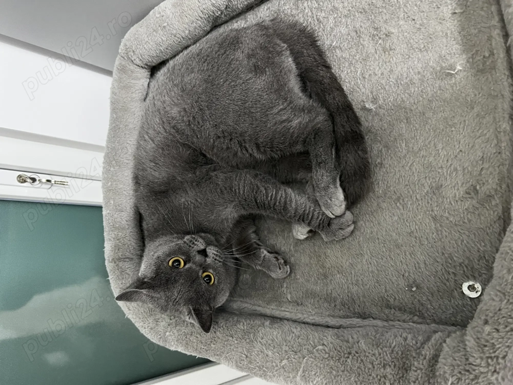 Vând femela british shorthair cu accesorii bonus 