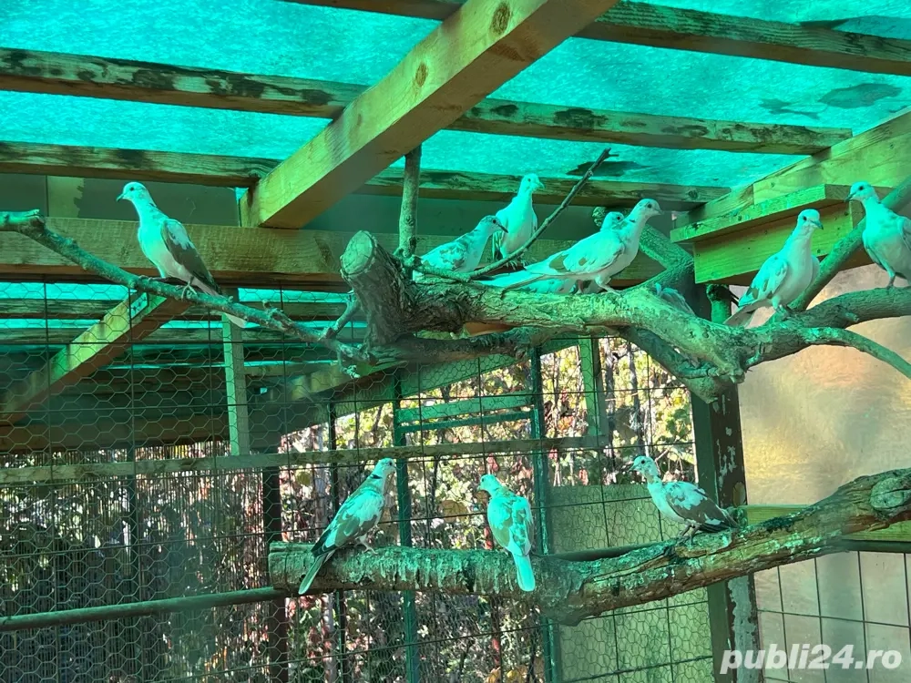 Vand turturele zazatoare Vand turturele zazatoare