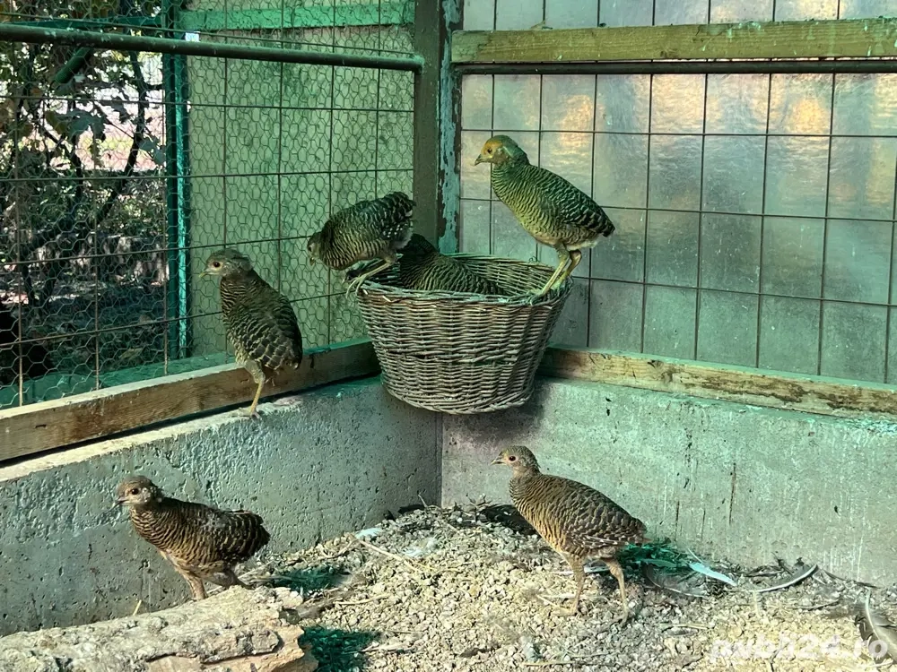 Vand pui fazani auriu pe rosu Vand pui fazani auriu pe rosu