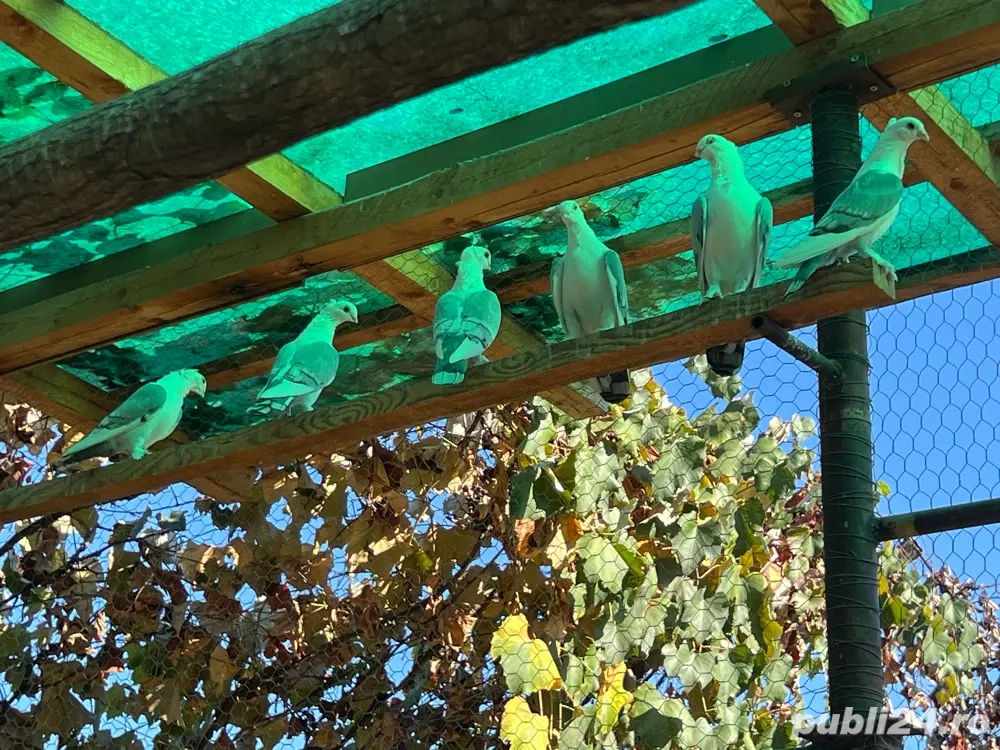 Vand porumbei satineti pe albastru