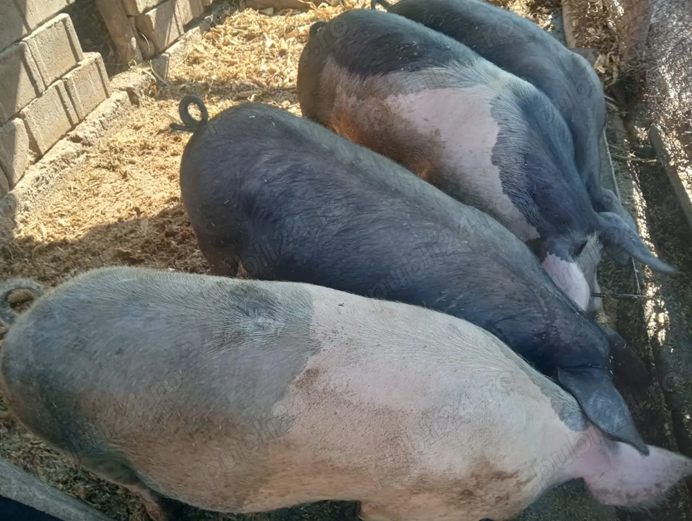 Vând porci de carne între 100 -150 kg preț 13 lei kg Vând porci de carne între 100 -150 kg preț 13 lei kg
