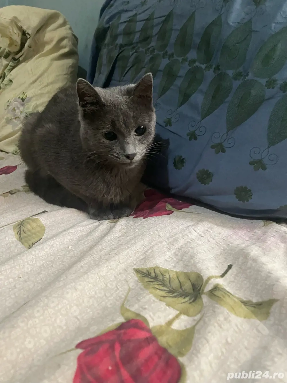 albastru de rusia, pisica de rasa, pretul este negociabil albastru de rusia, pisica de rasa, pretul este negociabil