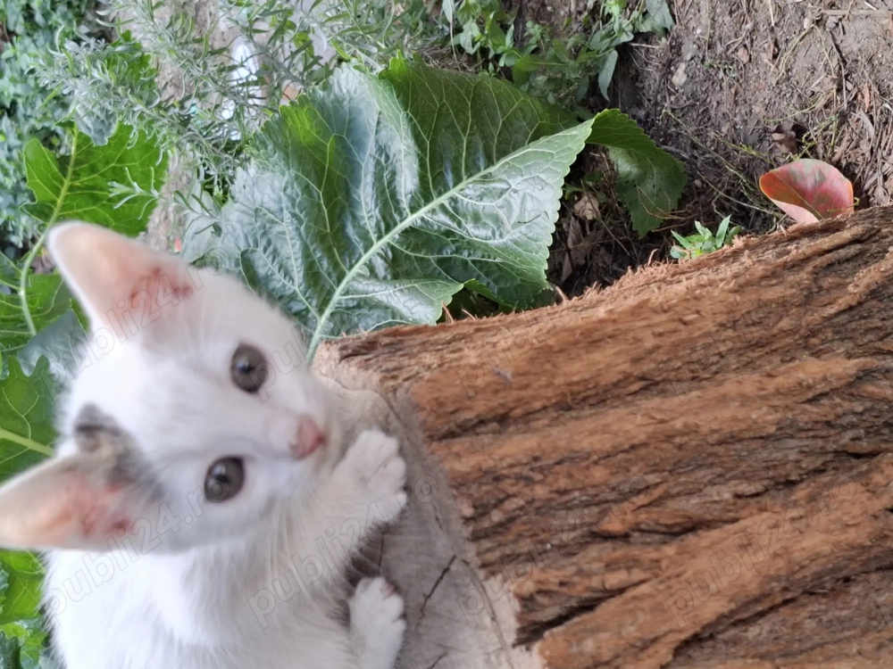 Motanei cauta Stapani iubitori! Motanei cauta Stapani iubitori!