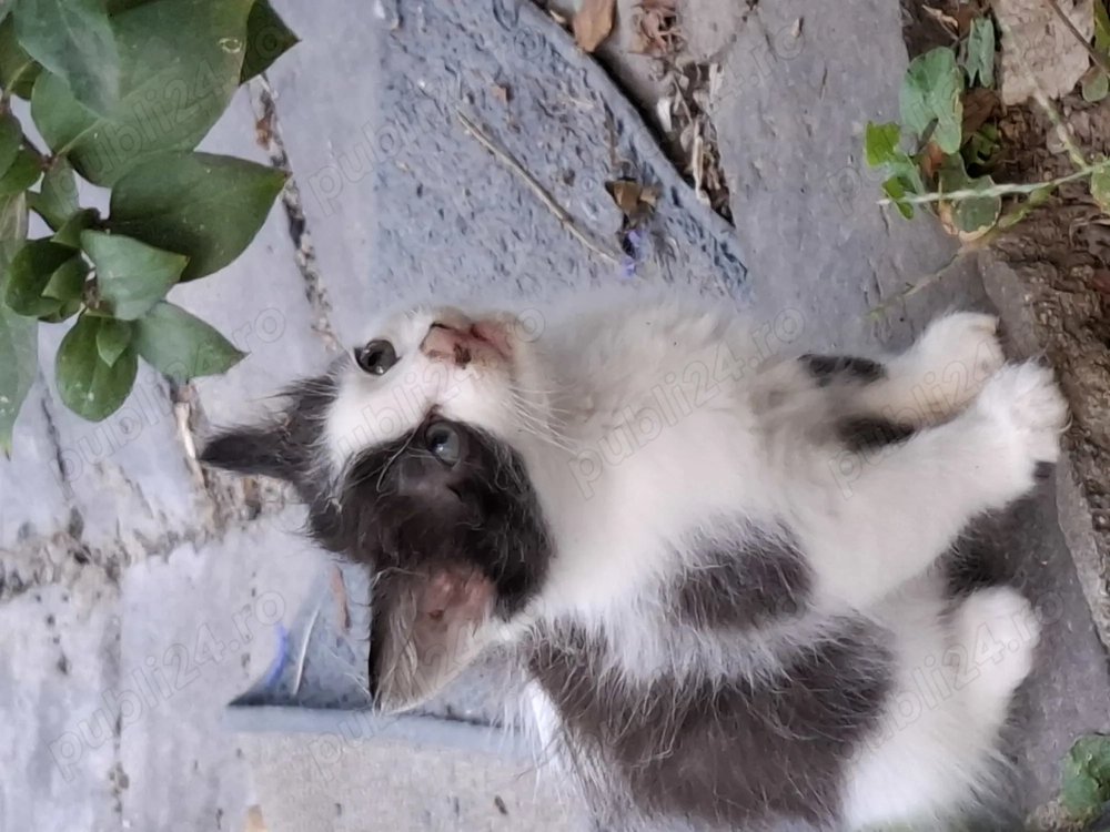 Motanei cauta Stapan iubitor!