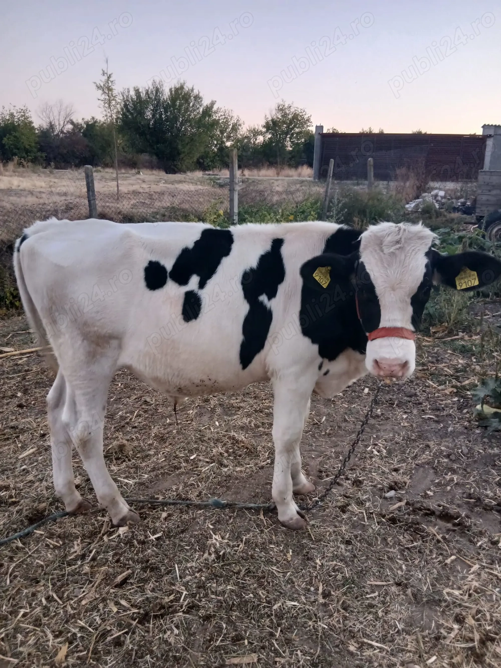 Vând viței 3000 lei buc. Vând viței 3000 lei buc.