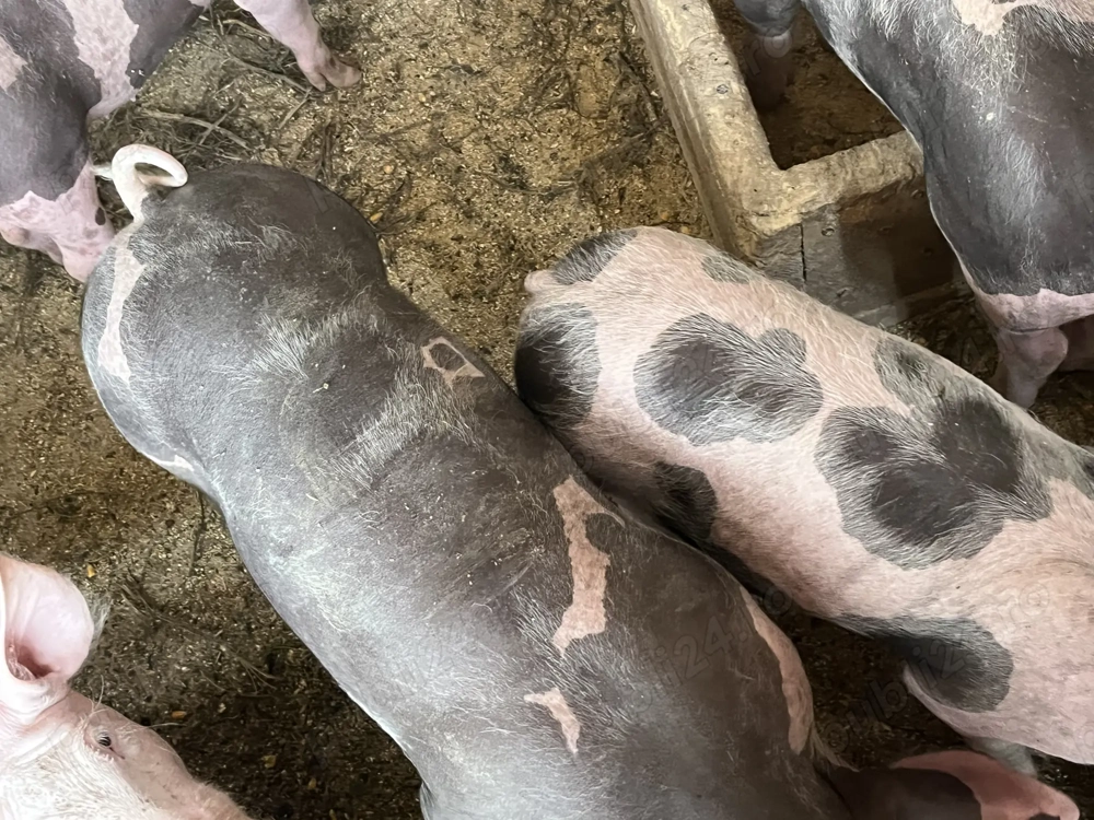 De vânzare porci de sămânță 2 scrofițe și un porc,pietrain metiș preț negociabil,detalii în privat  De vânzare porci de sămânță 2 scrofițe și un porc,pietrain metiș preț negociabil,detalii în privat