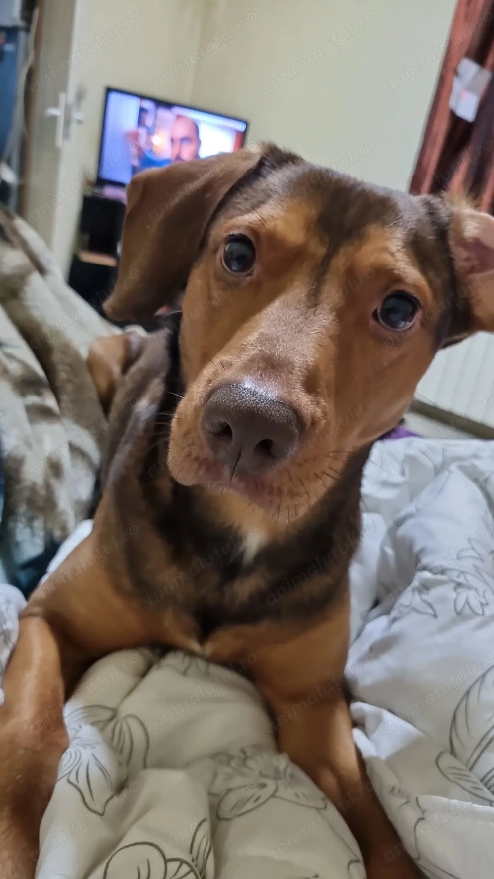 DONEZ CATEL frumos si cuminte