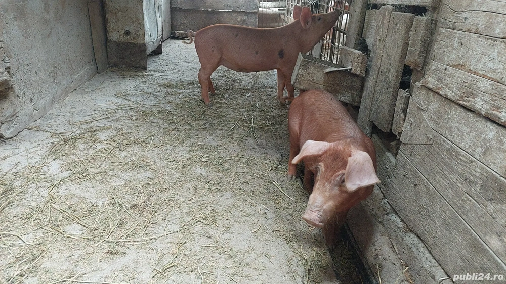 purcelușe duroc 40 -50 kg