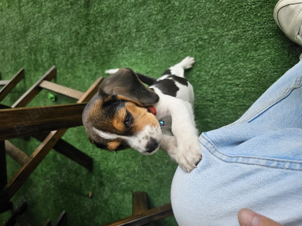 Beagle de Vanzare 
