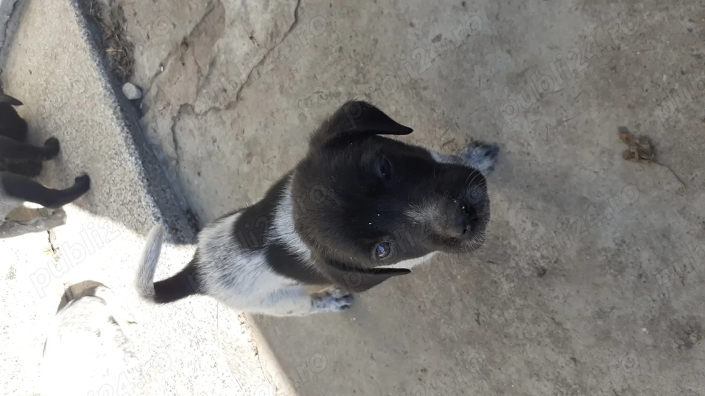 Catei spre adoptie Catei spre adoptie