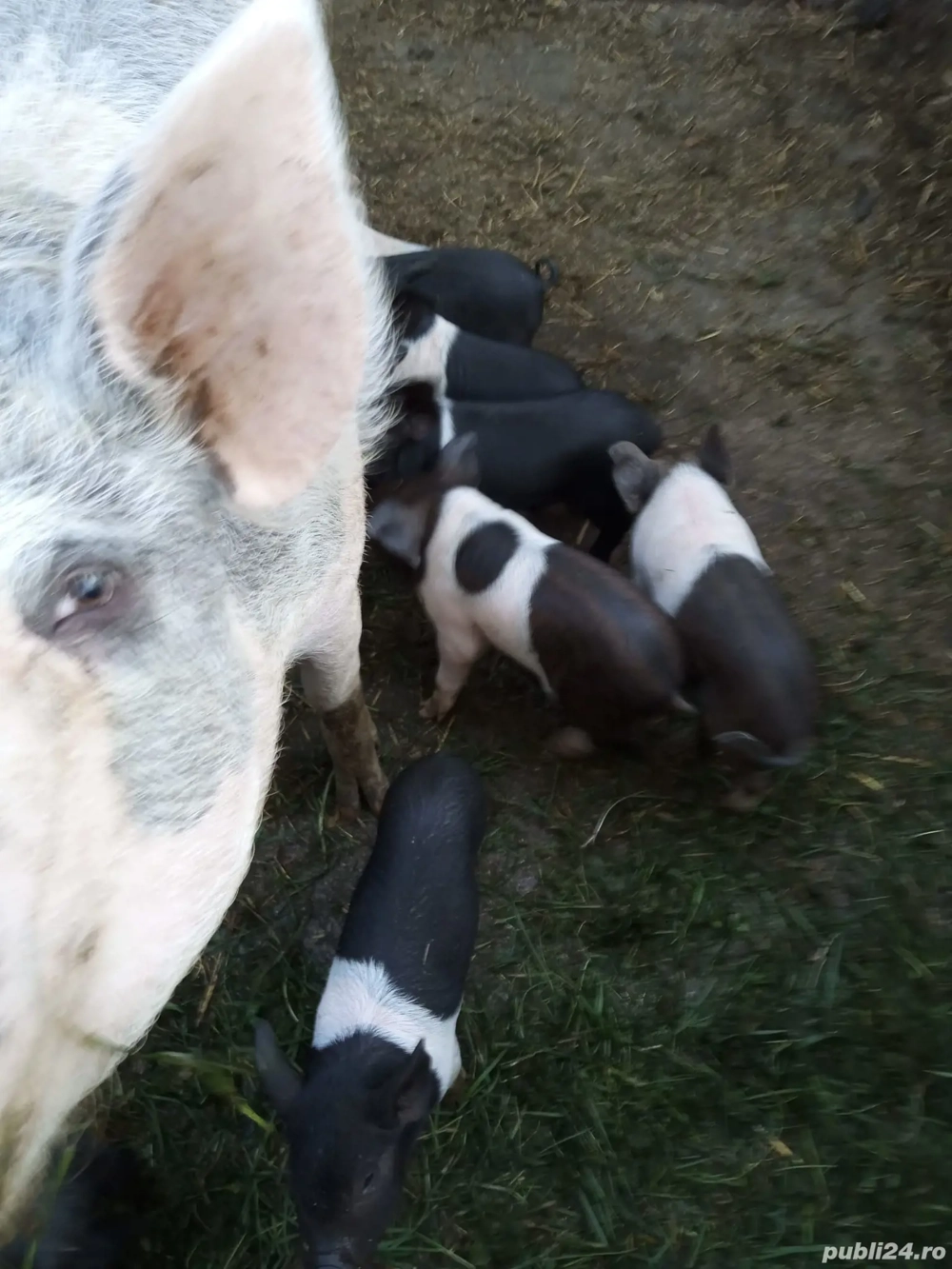 Vând scroafă fătată de la 1 septembrie cu 9 purcei bazna, 4500 lei Vând scroafă fătată de la 1 septembrie cu 9 purcei bazna, 4500 lei