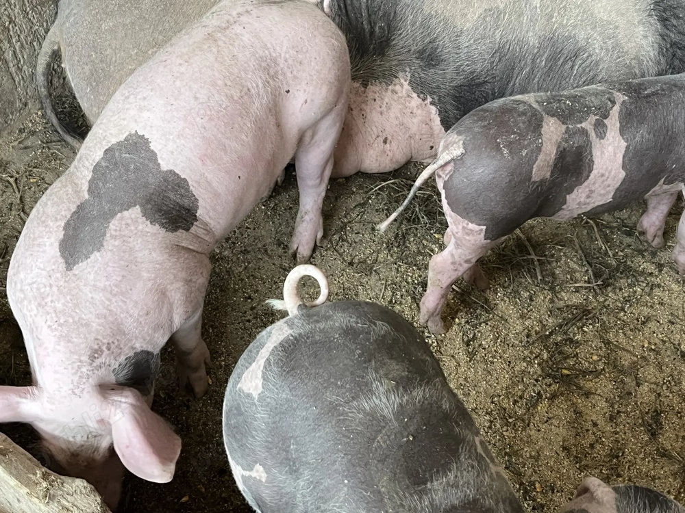 Vând porci de sămânță,2 scrofițe și un porc toți fiind cu greutate de peste 40kg 