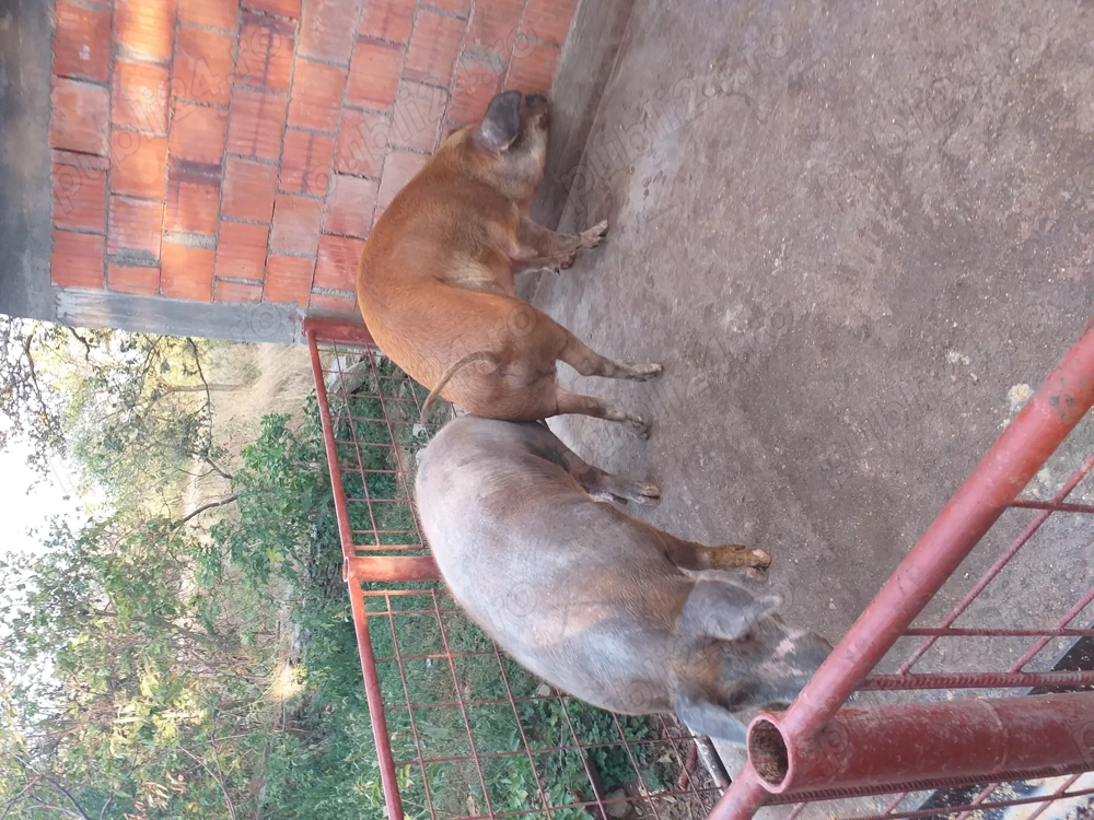 Vând  porci  18 lei kilogramul