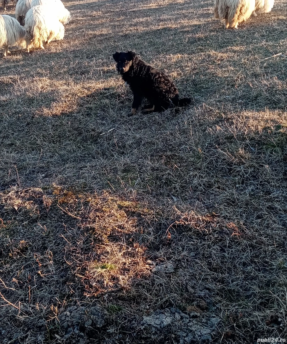 Vând câine de întors, învățat Vând câine de întors, învățat
