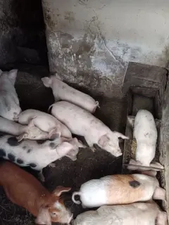 Purcei de vanzare, de 2 si 3 luni, crescuti in propria gospodarie, hraniti cu cereale si lucerna.  Purcei de vanzare, de 2 si 3 luni, crescuti in propria gospodarie, hraniti cu cereale si lucerna.