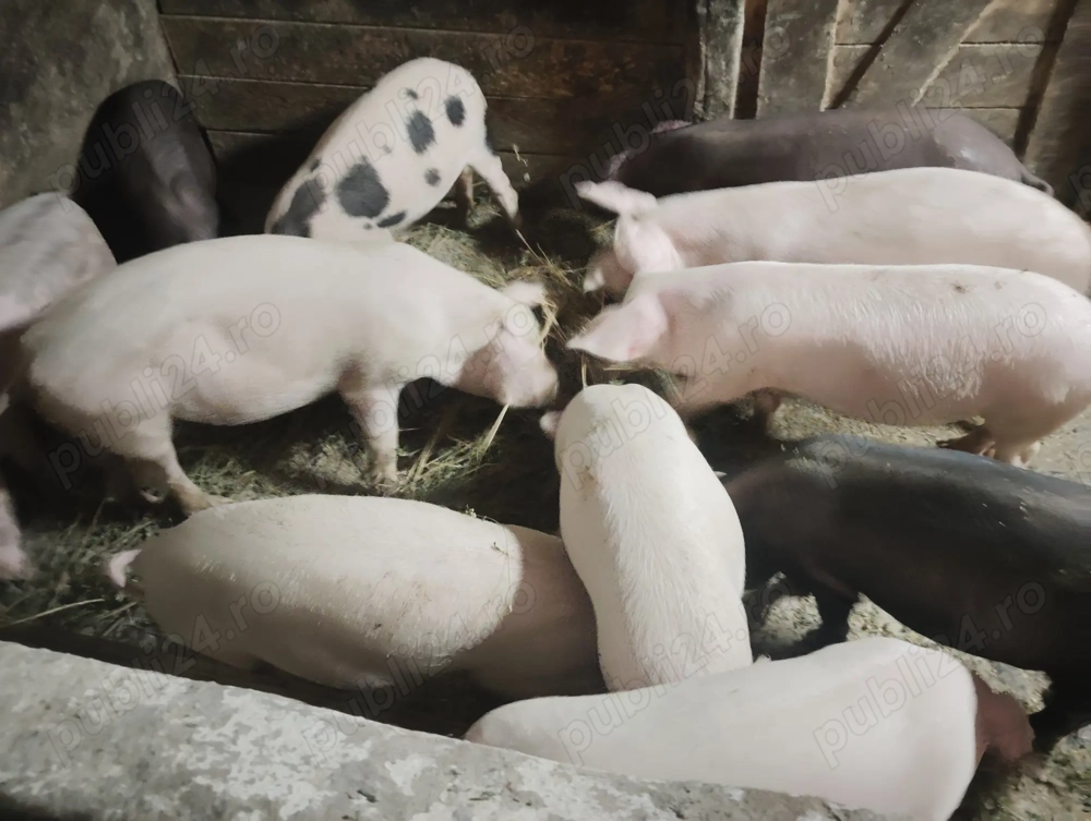 Vând purcei de rasa bună marele alb