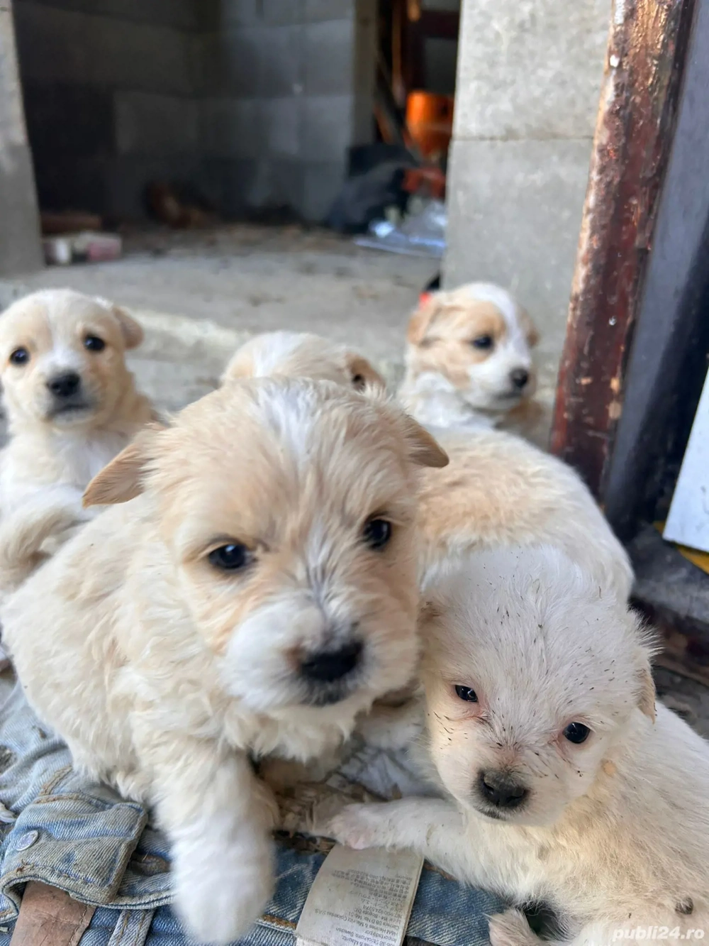 Vând Bichoni Vând Bichoni