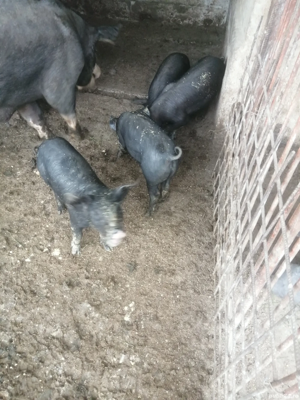 Purcei de vânzare  Purcei de vânzare