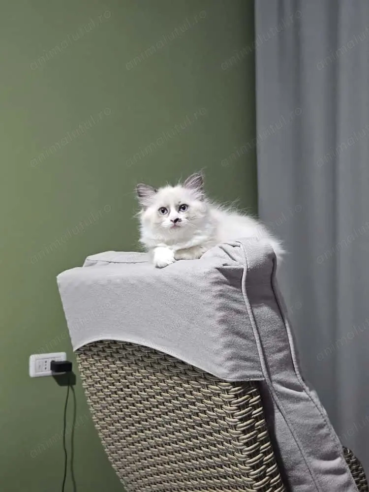 Pui de Ragdoll Seal Bicolor, fetiță