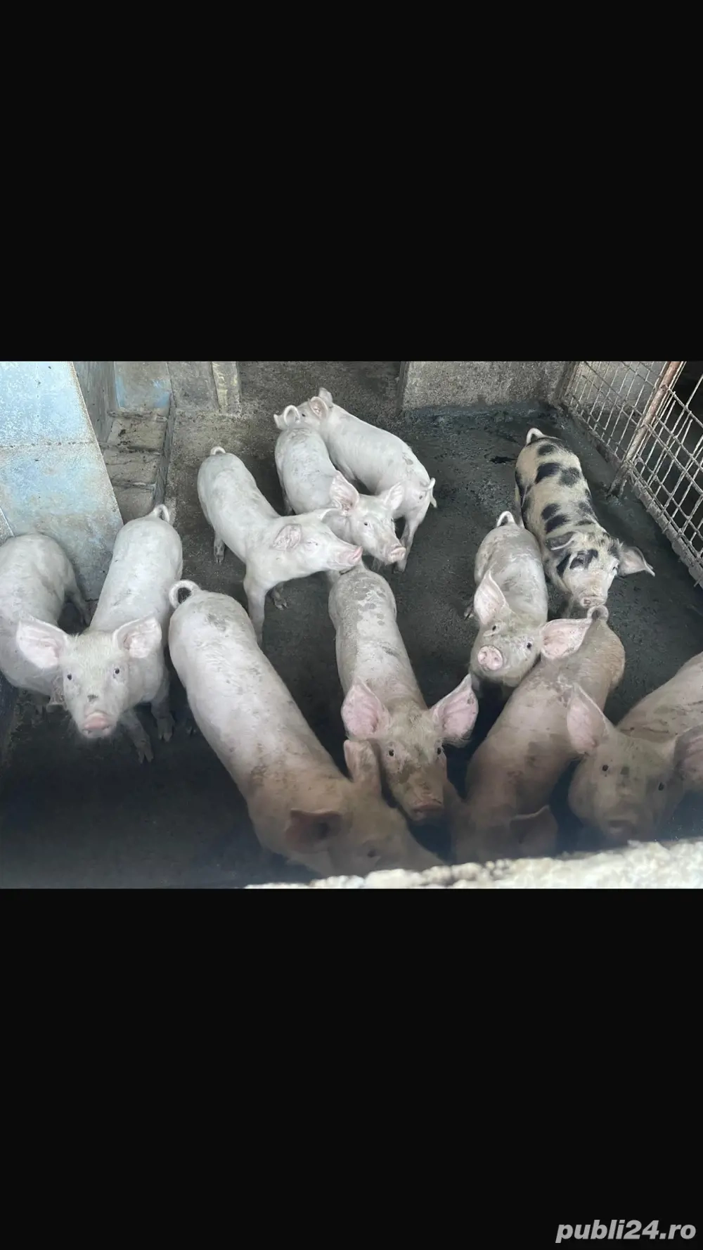 Vand purcei pietrean cu duroc.Au 3 luni sunt vaccinati si castrati.Mai multe detalii la telefon