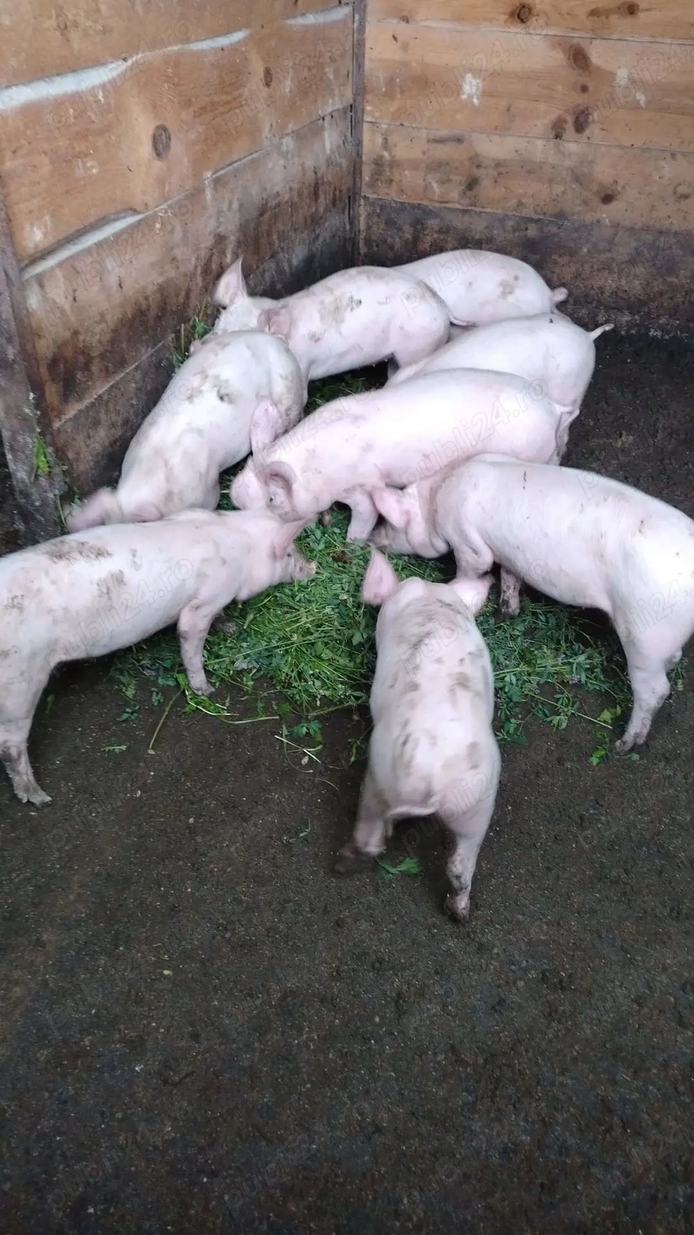 Purcei de vânzare  Purcei de vânzare