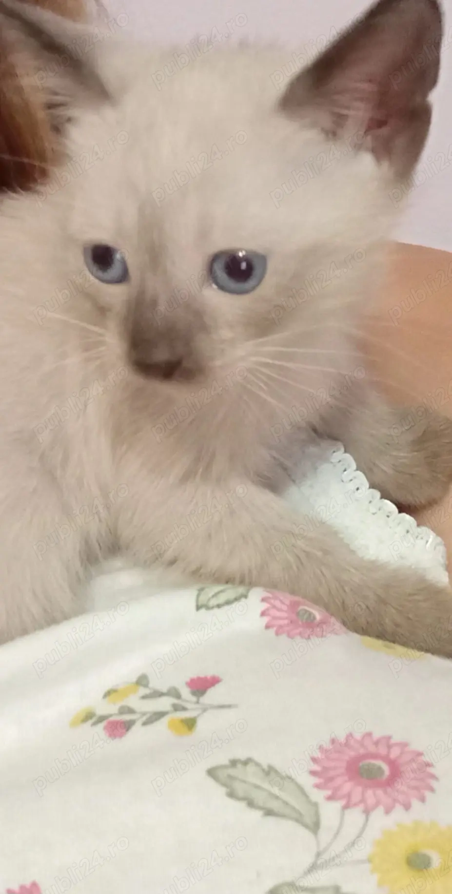 Cadoul ideal pentru copiii și adulți! Un adevărat regal în lumea fascinantă al felinelor 