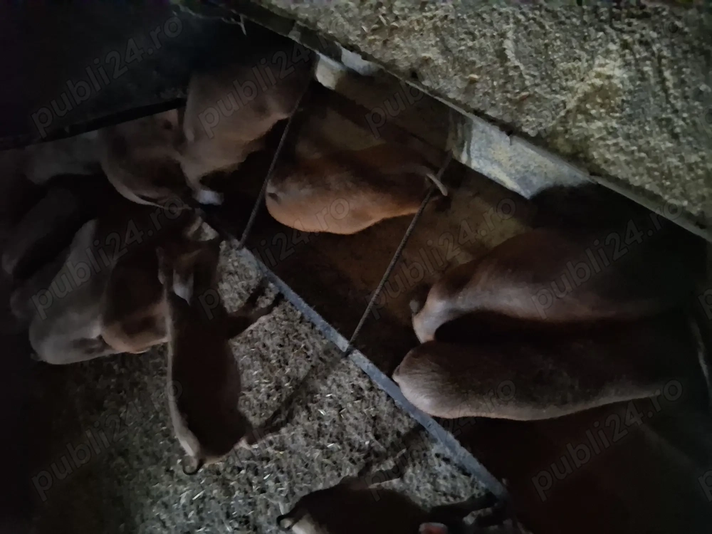 Vând purcei Vând purcei