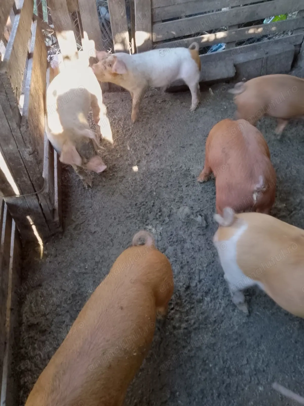 Purceluși de vânzare Purceluși de vânzare