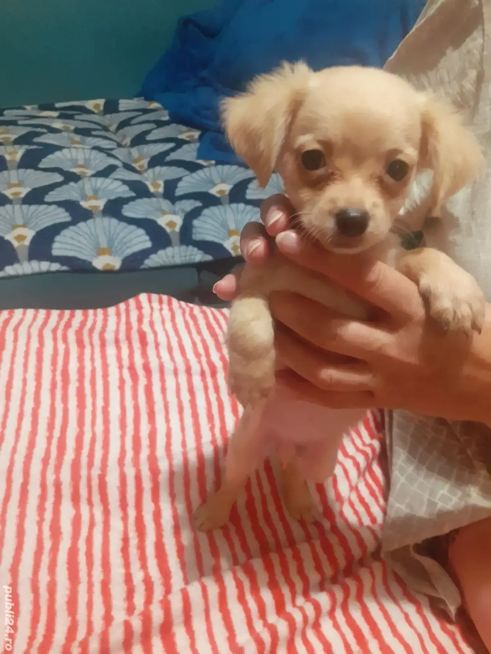 Chihuahua cu par lung