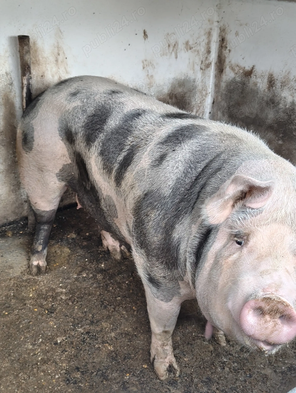 Vând un porc din gospodărie proprie  Vând un porc din gospodărie proprie