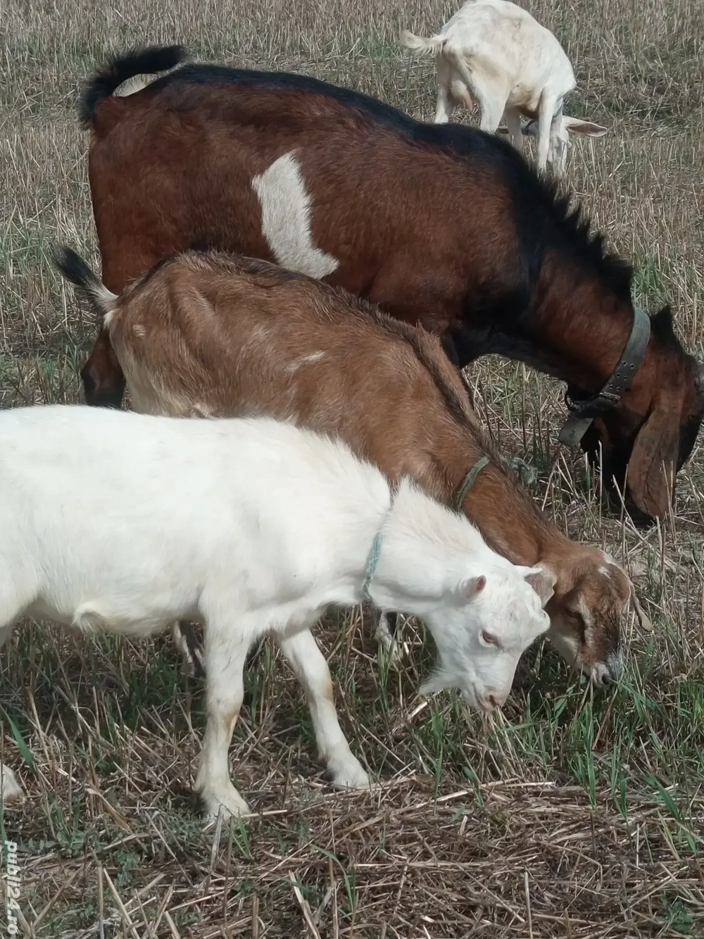 vând un țap superb,fara coarne