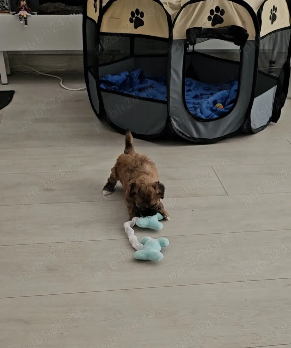 De vanzare Bichon Havanez De vanzare Bichon Havanez