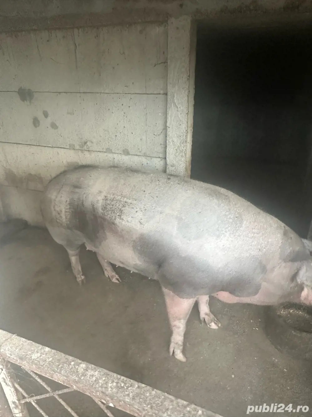 vand porci vand porci