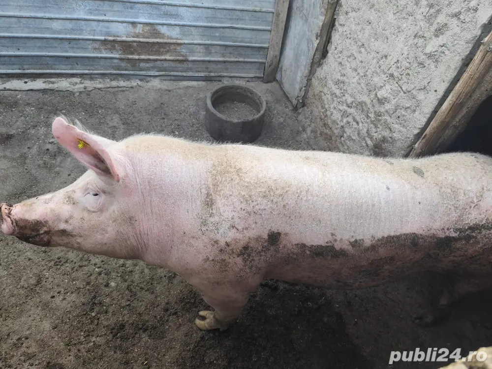 Porc de vanzare  Porc de vanzare