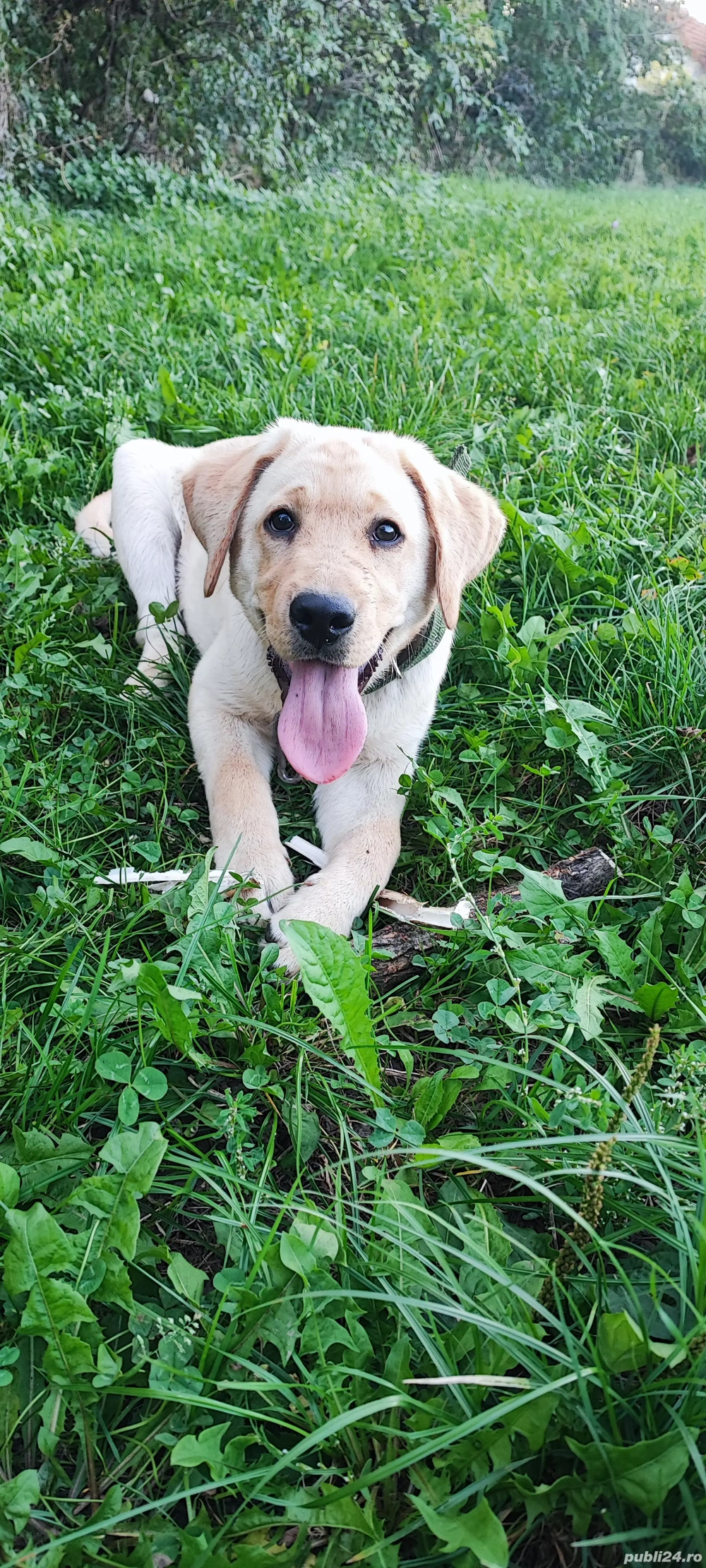 labrador retriever 4 luni mascul 