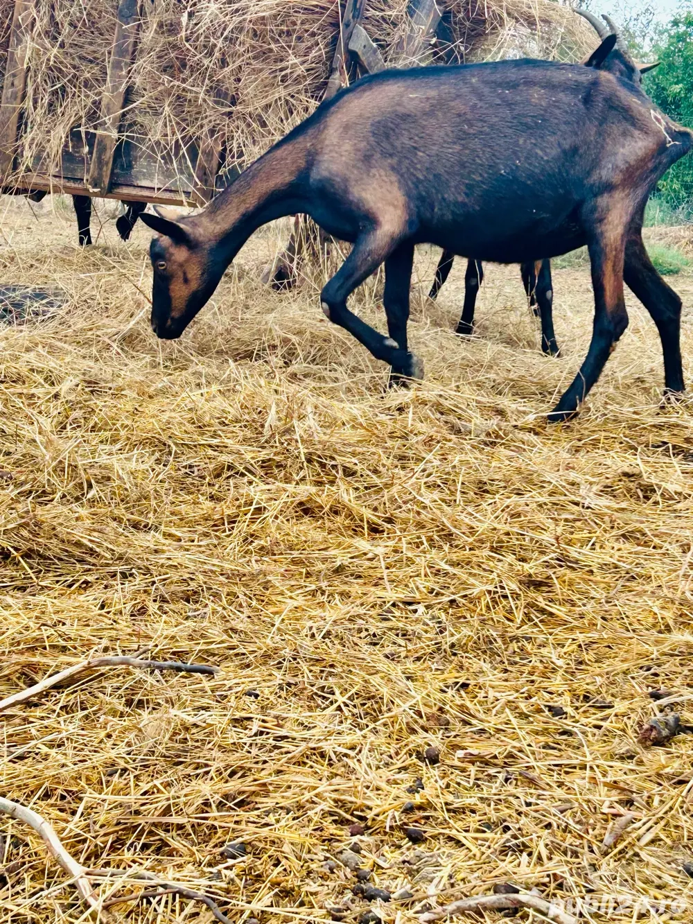 Alpina Franceza Genetica de exceptie