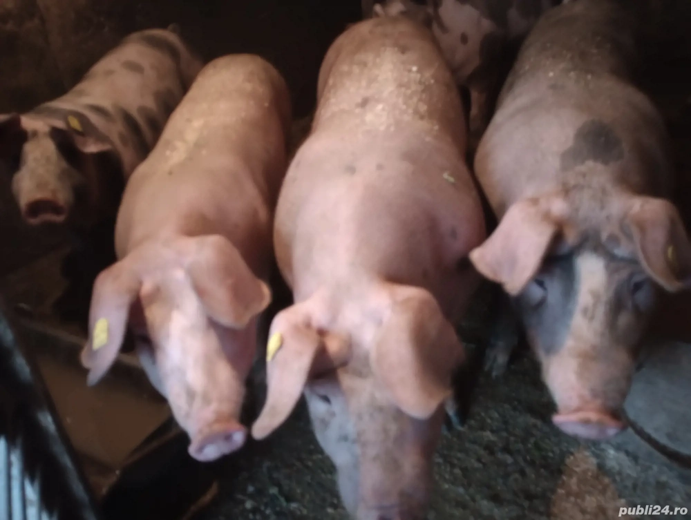 Porcii de vânzare  Porcii de vânzare