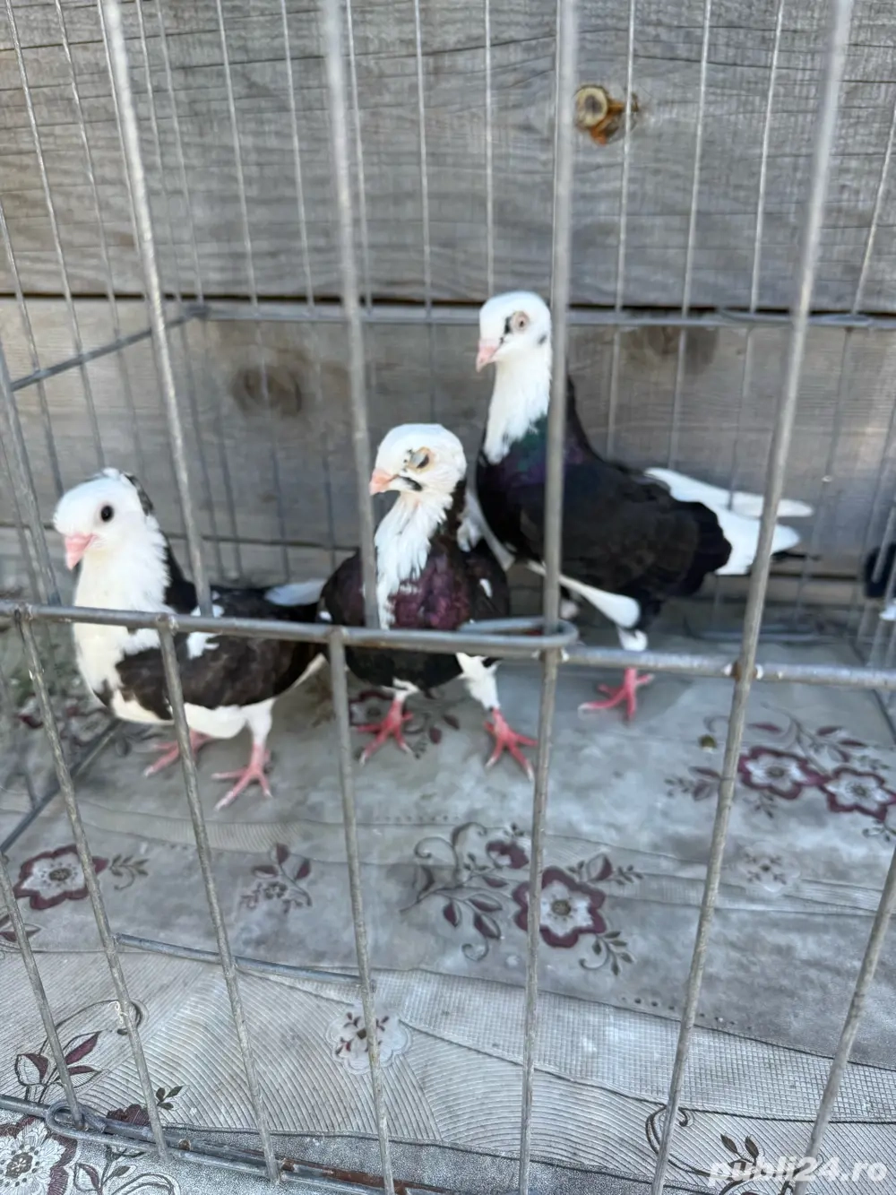 Vand porumbei jucatori Vand porumbei jucatori