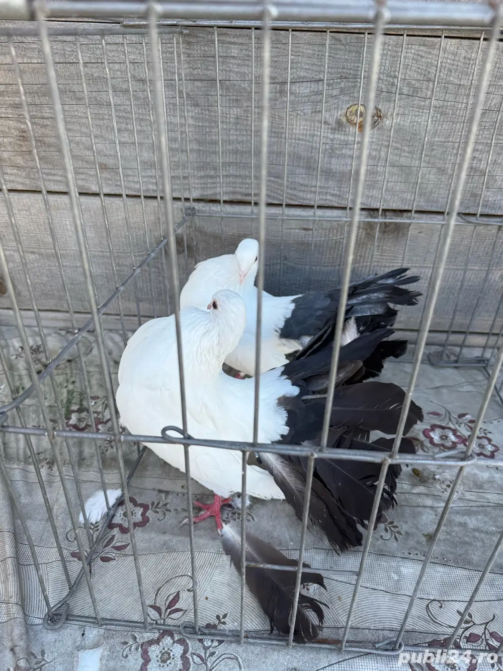 Vand porumbei voltati albi cu coada neagra Vand porumbei voltati albi cu coada neagra