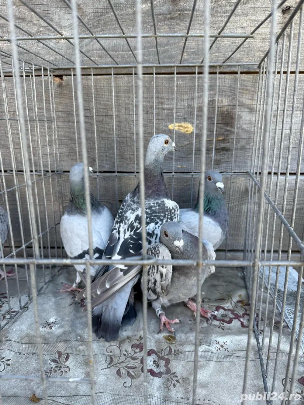 Vand porumbei voiajori Vand porumbei voiajori