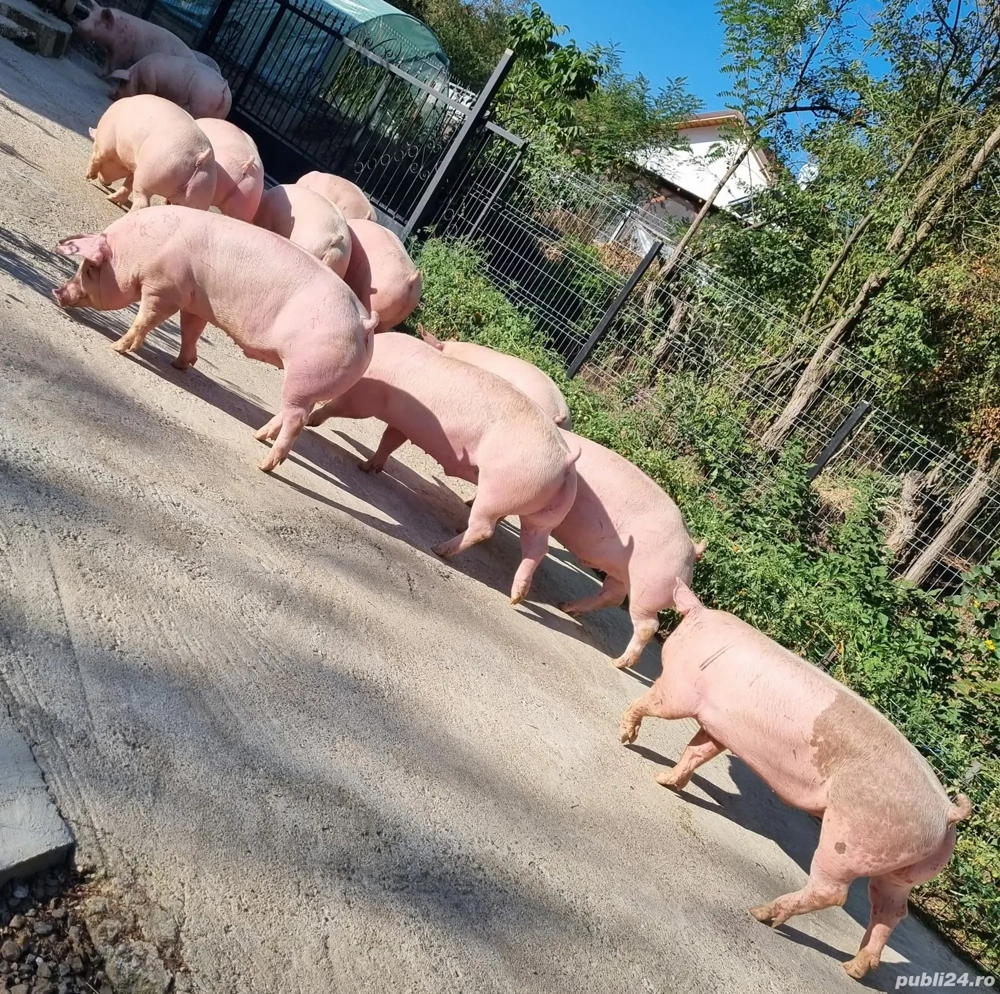 porci de vanzare porci de vanzare