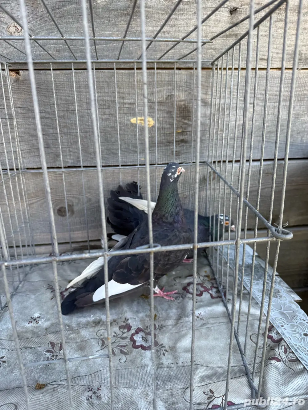 Donez unui copil 3 porumbei Donez unui copil 3 porumbei