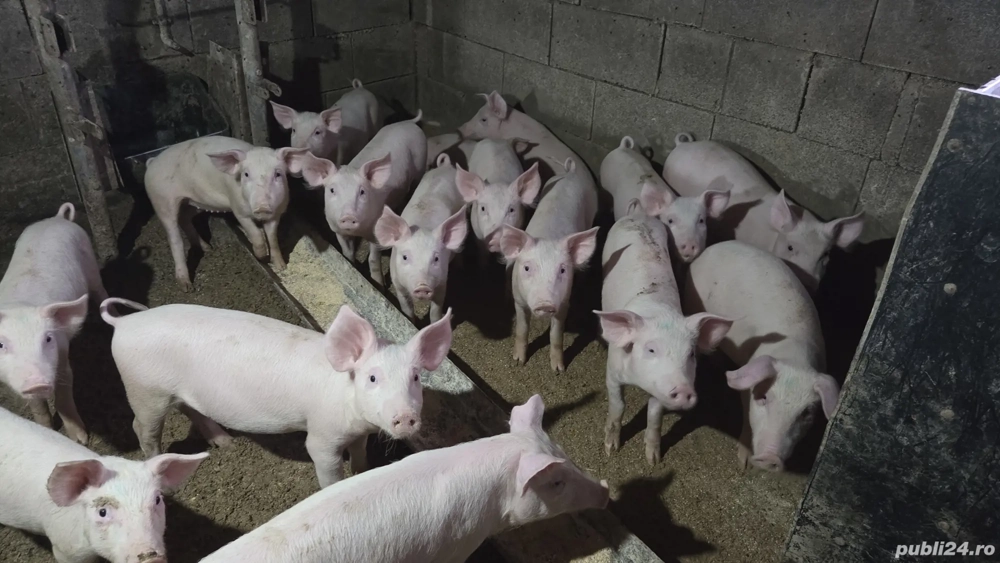 Purcei de vânzare Purcei de vânzare