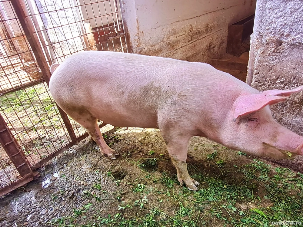 Scroafa pentru sacrificat Scroafa pentru sacrificat