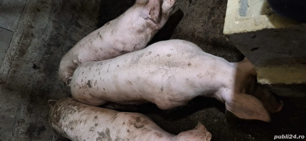 porci de crăciun  porci de crăciun