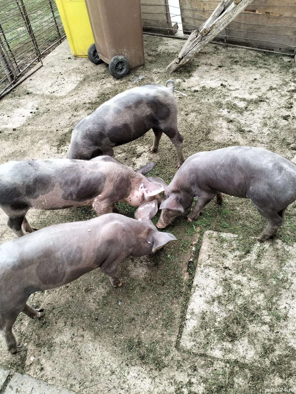 purcei de carne purcei de carne