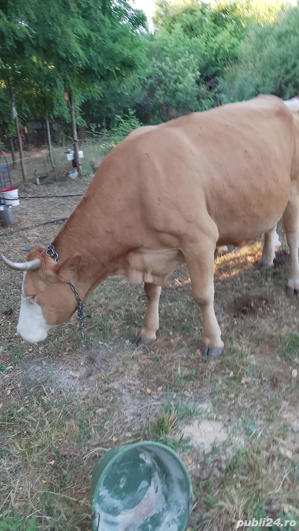 Vand vaca  Vand vaca