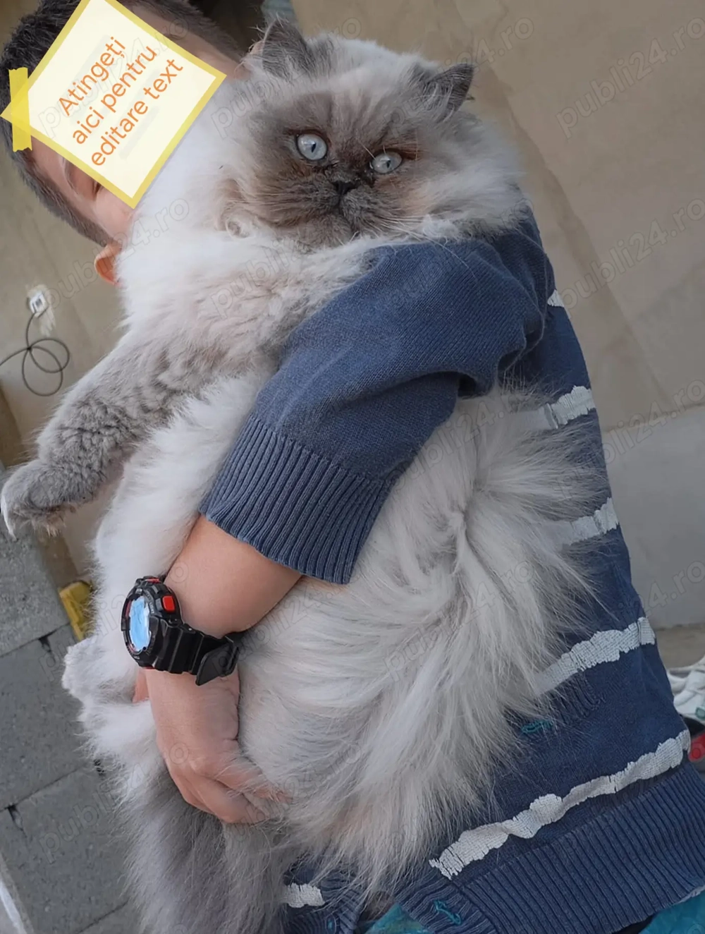 Vand 2 fetițe și un băiețel  Vand 2 fetițe și un băiețel