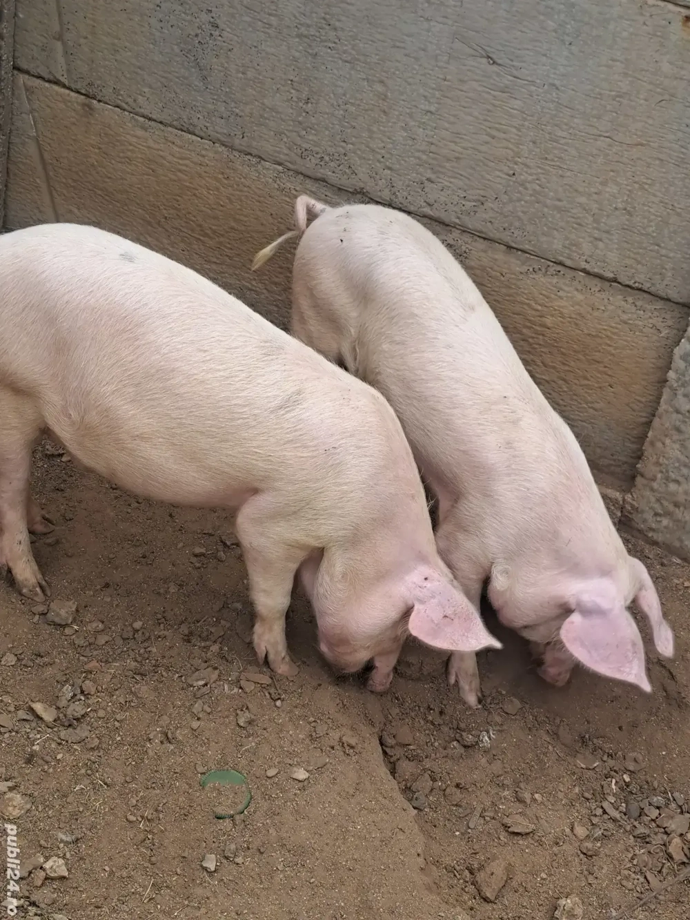 vind grostei 40-45 kg